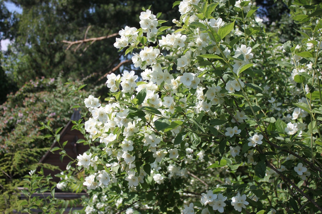 Чубушник пестролистный фото и описание